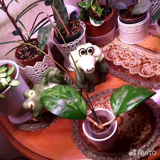 Хойи сортовые