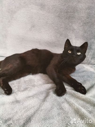 Котик в добрые руки