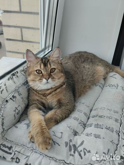 Кошечка ищет жениха