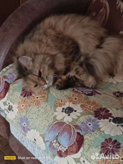 Кошечка в добрые руки