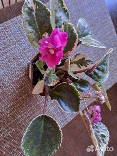 Фиалки цветущие в горшке,каланхоэ