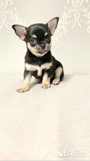 Девочка чихуахуа