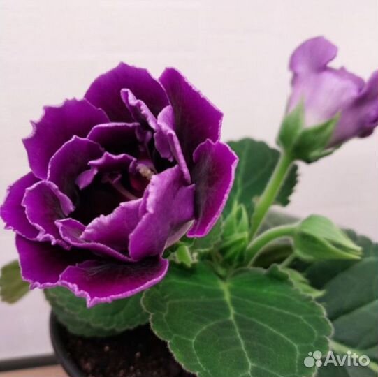 Глоксиния махровая