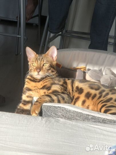 Бенгальский кот на вязку