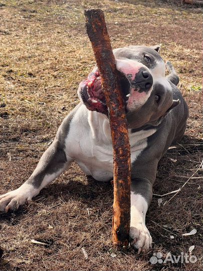 Вязка собак