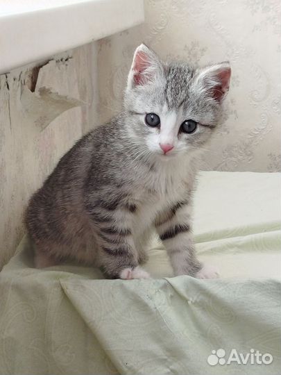 Котенок серый