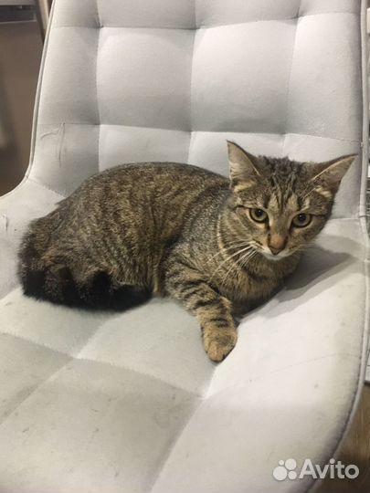 Кошечка (1 год) ищет дом