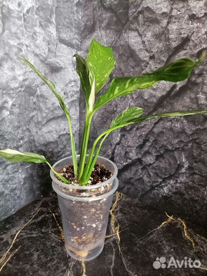 Спатифиллум Домино