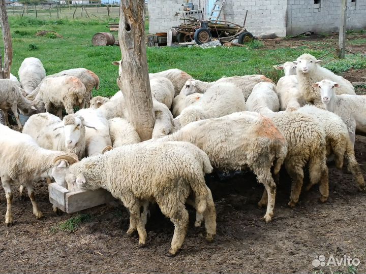 Овцы бараны