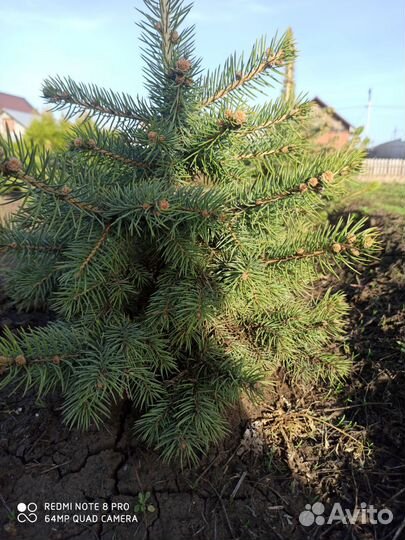 Ель голубая глаука