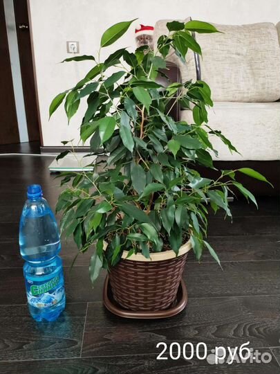 Цветы для дома