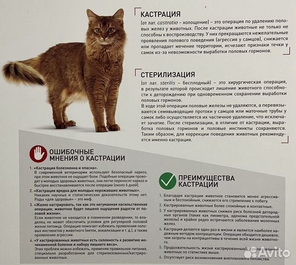 Кастрация, стерилизация кошек и собак