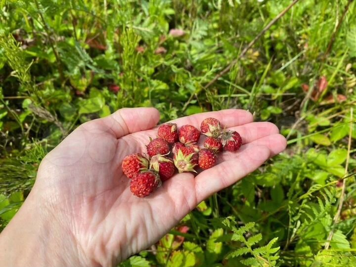 Участок 10,6 сот. (ИЖС)