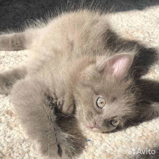 Пушистый котенок