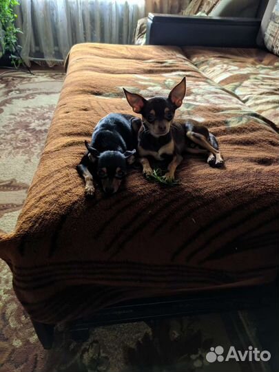 Мини той-терьер