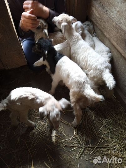 Козлята от Зааненских коз