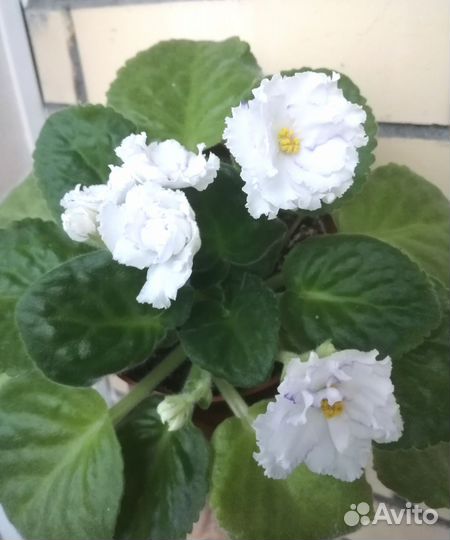 Фиалка молодая белая махровая, цветок