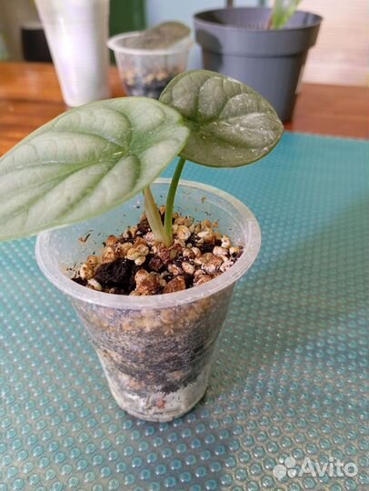 Алоказия шкура дракона