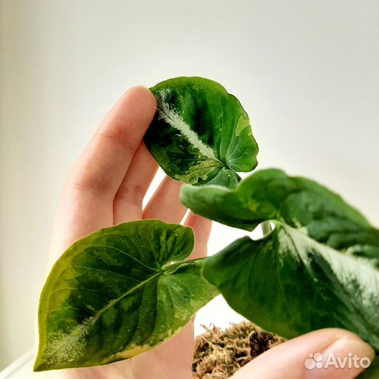 Syngonium Scrambled Eggs