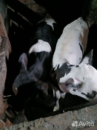 Телята месячные