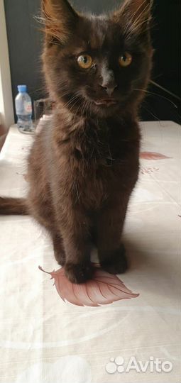 Черный котенок мальчик