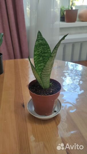 Сансевиерия