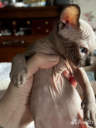 Канадский сфинкс котенок девочка