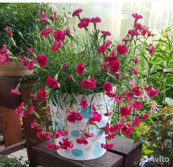 Гвоздика ампельная вегетативная