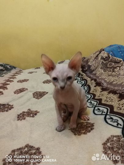 Кошки