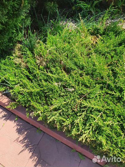 Можжевельник