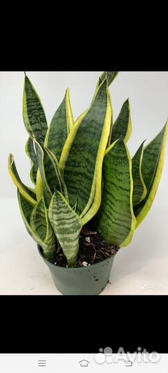 Сансевьерия иЭуфорбия