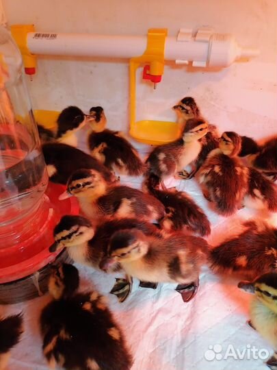 Утята кряквы (подсадной утки) вывод от 30.05