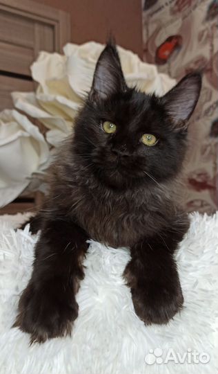 Черный котенок мейн кун