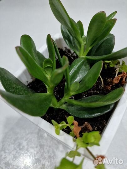 Крассула (Толстянка)