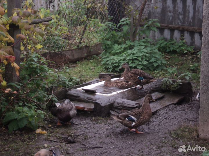 Подсадные утки