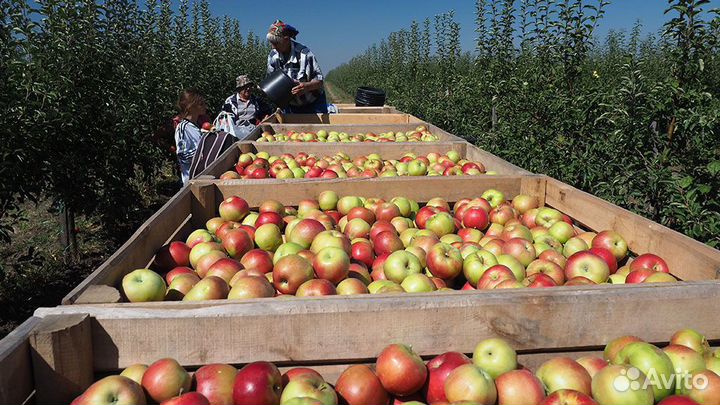 Вахта Москва сборщик фруктов проживание и питание