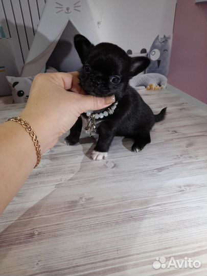 Чихуашечки