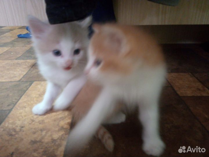 Котятя в добрые руки