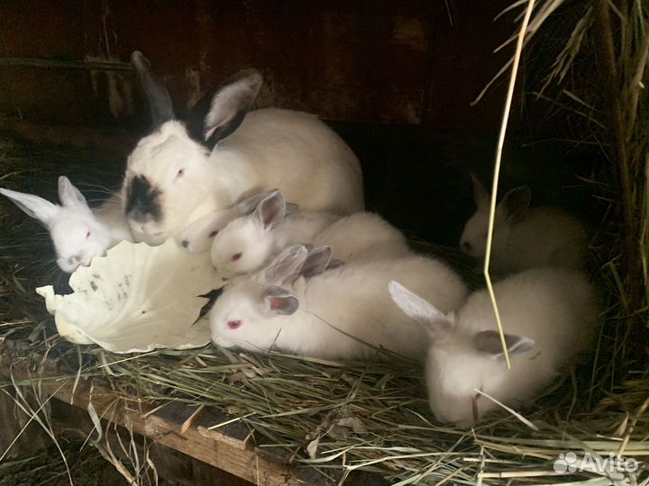 Кролики калифорнийские