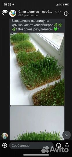 Микрозелень