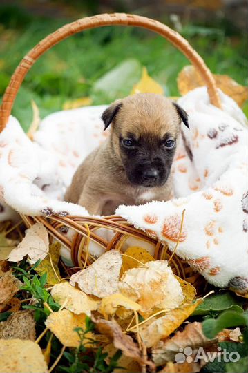 Щенок в добрые руки