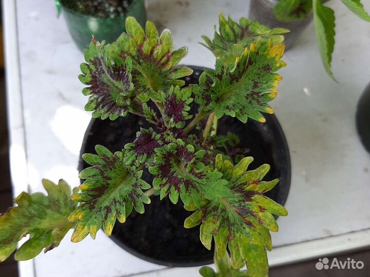 Пеларгония герань, колеусы