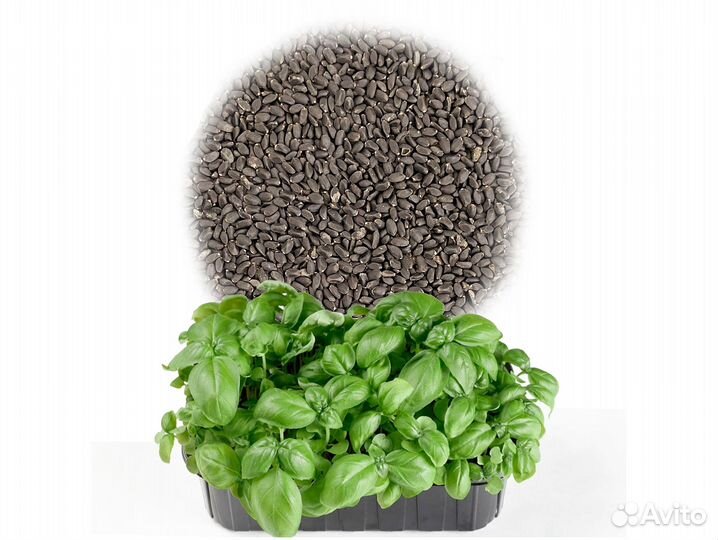 Семена Микрозелень от 50 грамм арт.0008