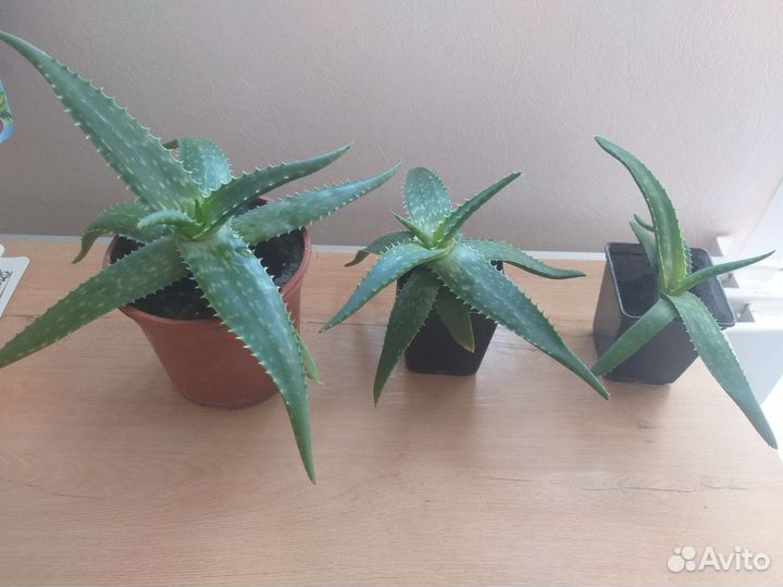 Алоэ вера не горький