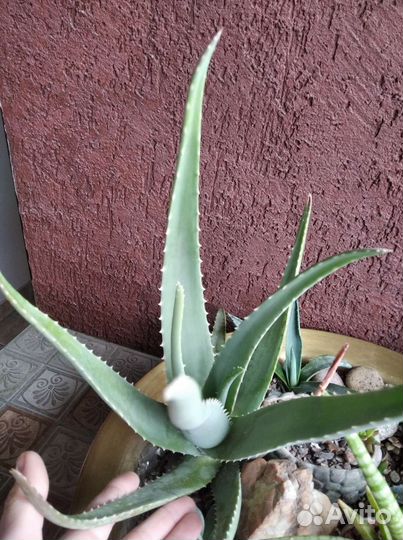 Агава и Алоэ