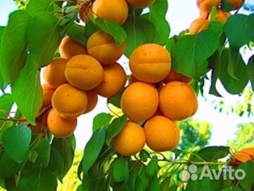Малина желтая