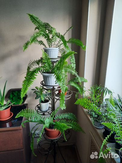 Папоротник нефролепис