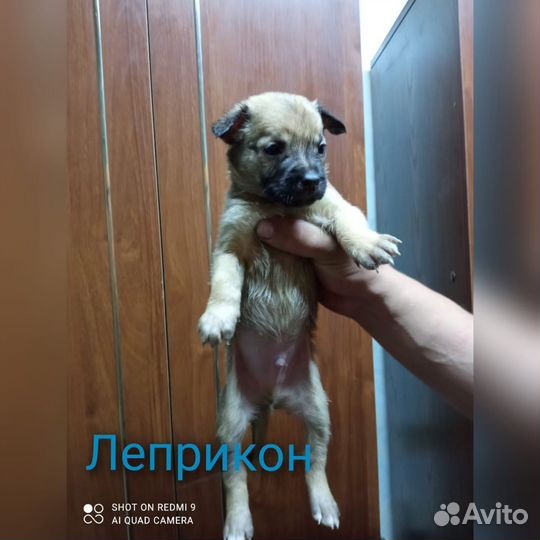 Щенок в добрые руки