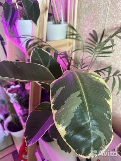 Фикусы, пальмы