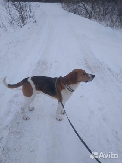 Вязка собаки русская пегая гончая